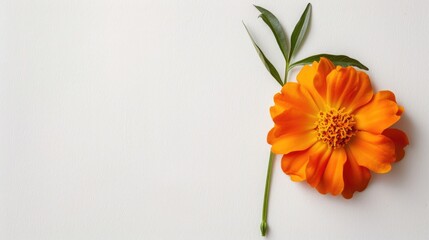 White background with a marigold flower
