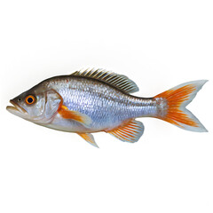 Blue Fish Isolated on Transparent Background