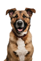 Obraz premium Isolated PNG Cute Dog Breed, GENERATIVE AI