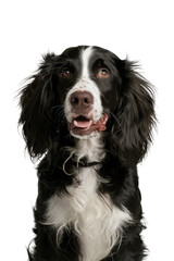 Fototapeta premium Isolated PNG Cute Dog Breed, GENERATIVE AI