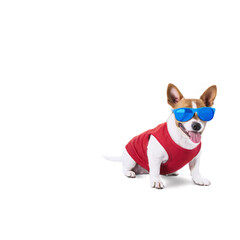 Obraz premium Happy Puppy Wearing Sunglasses Isolated on Transparent Background