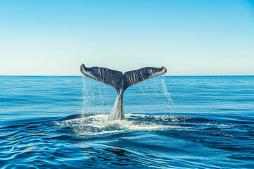 Fototapeta premium Seascape with Whale tail. The humpback whale (Megaptera novaeangliae) tail