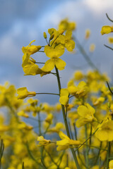 Yellow rapeseed flowers ion a spring evening near Lohnsfeld, Germany.