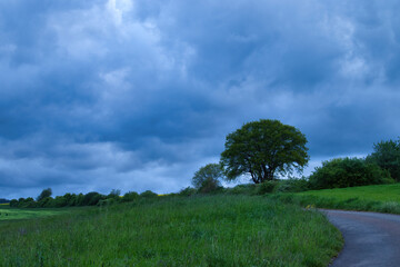 Obraz premium Tree next to a walking path in a green with storm clouds in the sky on a spring evening near Lohnsfeld, Germany.