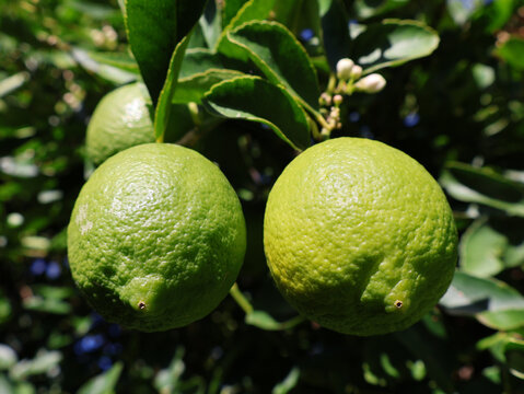 Green lemons on the lemon tree 