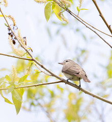 Warbling Vireo on a shrub with fresh green leaves in spring in Ontario