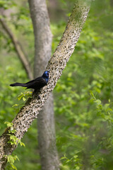 Common Grackle on a tree trunk with green leaves behind