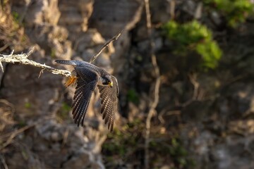 断崖絶壁の枯れ木から飛び出すハヤブサの飛翔シーン