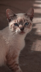 animal
animal de estimação
bigode de gato
bonitinho
cabelo
cara de gato
cat
curiosidade
divertido
doméstico
felpudo
fotografia de gato
gatinho
gato
jovem
malhado
mamífero
olhando
olho
pele
pequeno
ret