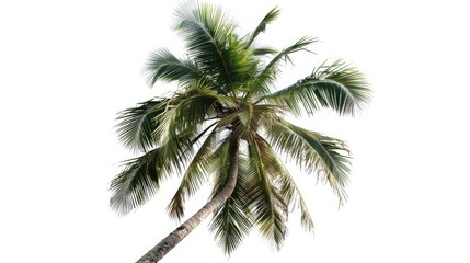 Obraz premium Coconut palm tree swayed by the breeze