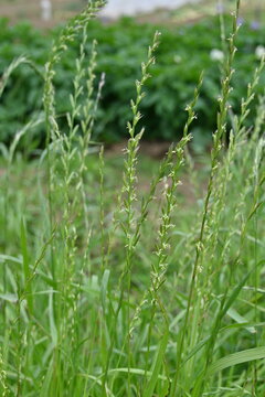 Perennial ryegrass (Lolium perenne) flowers. Poaceae perennial plants. Flowering season is from May to June. Inflorescence is spike-shaped. It is a pasture grass but has now become a weed.