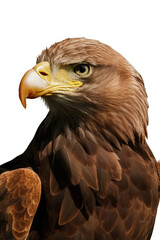 Naklejka premium Isolated PNG Eagle Bird, GENERATIVE AI