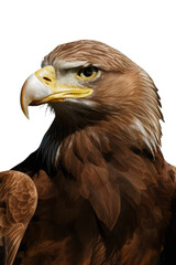 Obraz premium Isolated PNG Eagle Bird, GENERATIVE AI