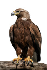 Obraz premium Isolated PNG Eagle Bird, GENERATIVE AI