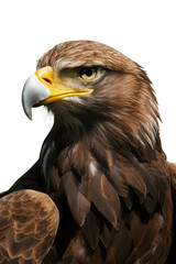 Isolated PNG Eagle Bird, GENERATIVE AI