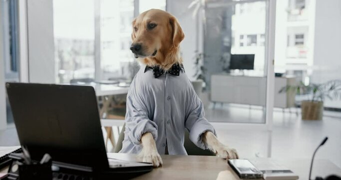 Working, laptop and business dog in shirt with research, online networking and corporate animal at desk. Consultant, comic or Golden Retriever at computer with professional job in pet friendly office