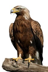 Obraz premium Isolated PNG Eagle Bird, GENERATIVE AI
