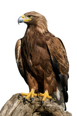 Obraz premium Isolated PNG Eagle Bird, GENERATIVE AI