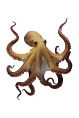 Obraz premium Isolated PNG Octopus Sea, GENERATIVE AI