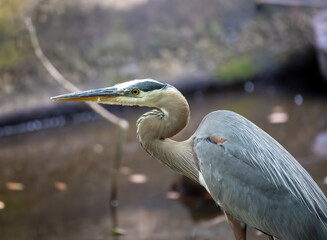 great blue heron
