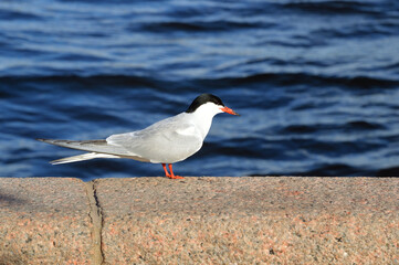 Arctic tern bird.
