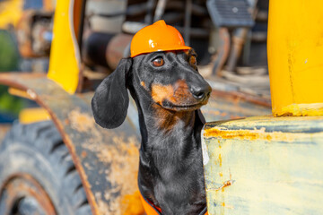 Portrait of dachshund dog driver in orange helmet next to an old rusty broken tractor looking into...