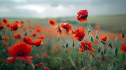 Obraz premium Landscape of a wonderful Red poppies flower field Nature concept : Generative AI