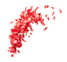 Red rose petals falling romantic white background isolated with real photo red rose flower petals...