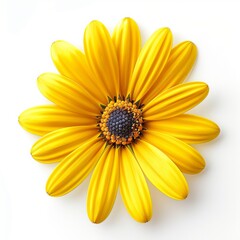 Yellow Daisy Isolated on White Background. Beautiful Daisy Flower