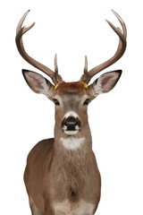 Isolated PNG deer, animal, GENERATIVE AI
