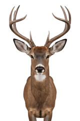 Naklejka premium Isolated PNG deer, animal, GENERATIVE AI