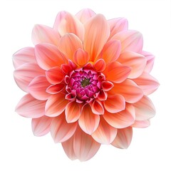 Fototapeta premium Dahlia Flower Isolated on White Background