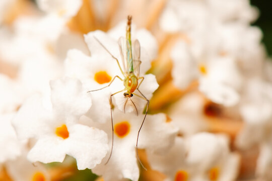 Midges in family Chironomidae are small and delicate mosquito-like fly. They are usually yellow, green or black in colours. Males are usually with antennae strongly plumose.