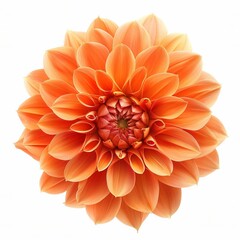Orange Dahlia Isolated on White Background. Beautiful Dahlia Flower