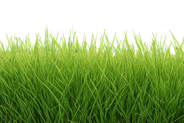 Grass PNG Transparent