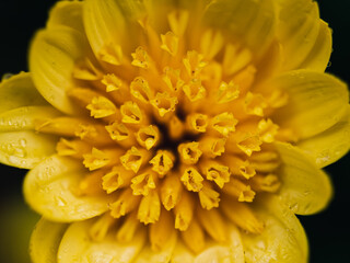 yellow flower macro