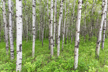 Summer landscape with a forest oy birch trees