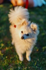 Cute white fluffy dog. Griffith Observatory, Los angeles, California, USA.