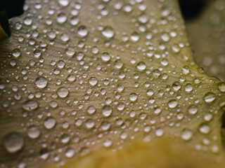 Leaf with water droplets