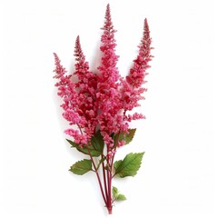 Fototapeta premium Red Astilbe Isolated on White Background. Beautiful Astilbe Flower