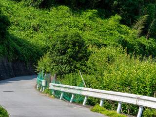 新緑に覆われた高尾山の道路