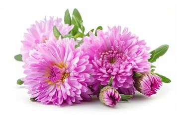 Pink Aster Isolated on White Background. Beautiful Aster Flower