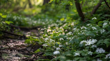 Obraz premium Blooms amid the fork in the wood