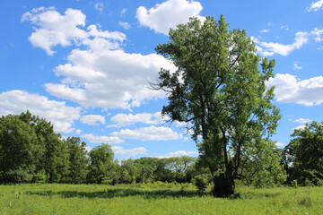 Cottonwood tree in a meadow at Somme Prairie Nature Preserve with cumulus clouds in Northbrook, Illinois