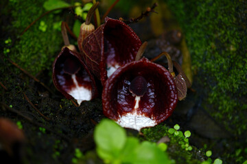 アリストロキア・アルボレア