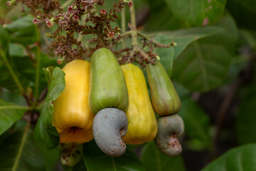 Close up macro of raw cashew nuts (anacardium occidentale) in shells with yellow and green cashew apples on a tree brunch. Green leaves in the background out of focus.