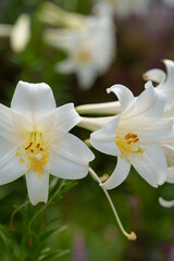 庭に咲いた白いユリの花