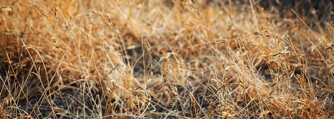 Fototapeta premium Dried grass after drought background