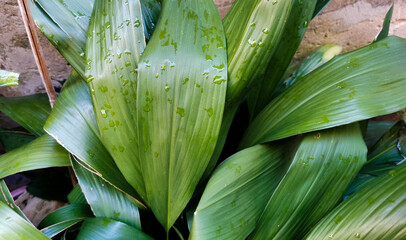 Obraz premium Aspidistra grandi verdi foglie si intrecciano bagnate dalla pioggia