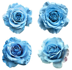 Set of four beautiful blue roses isolated on white background, close-up macro photography highlighting the intricate details of the petals.